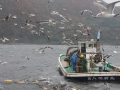 Japan, Sado island, fishers V.O.Randin