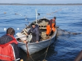 Kihnu Island, Estonia_putting in Baltic herring fyke nets.J.Plaan